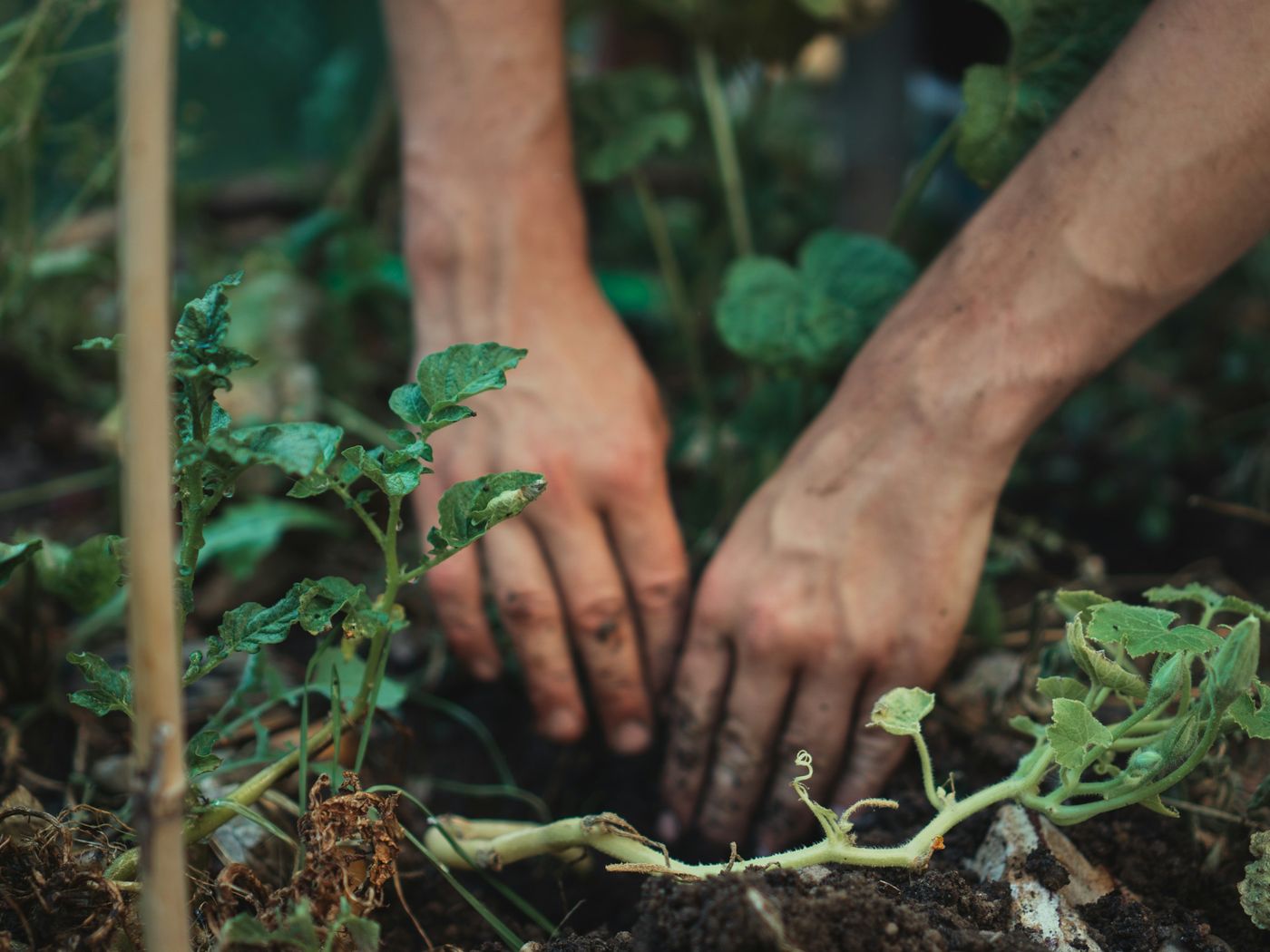 Two hands holding a small seedling in dark soil.