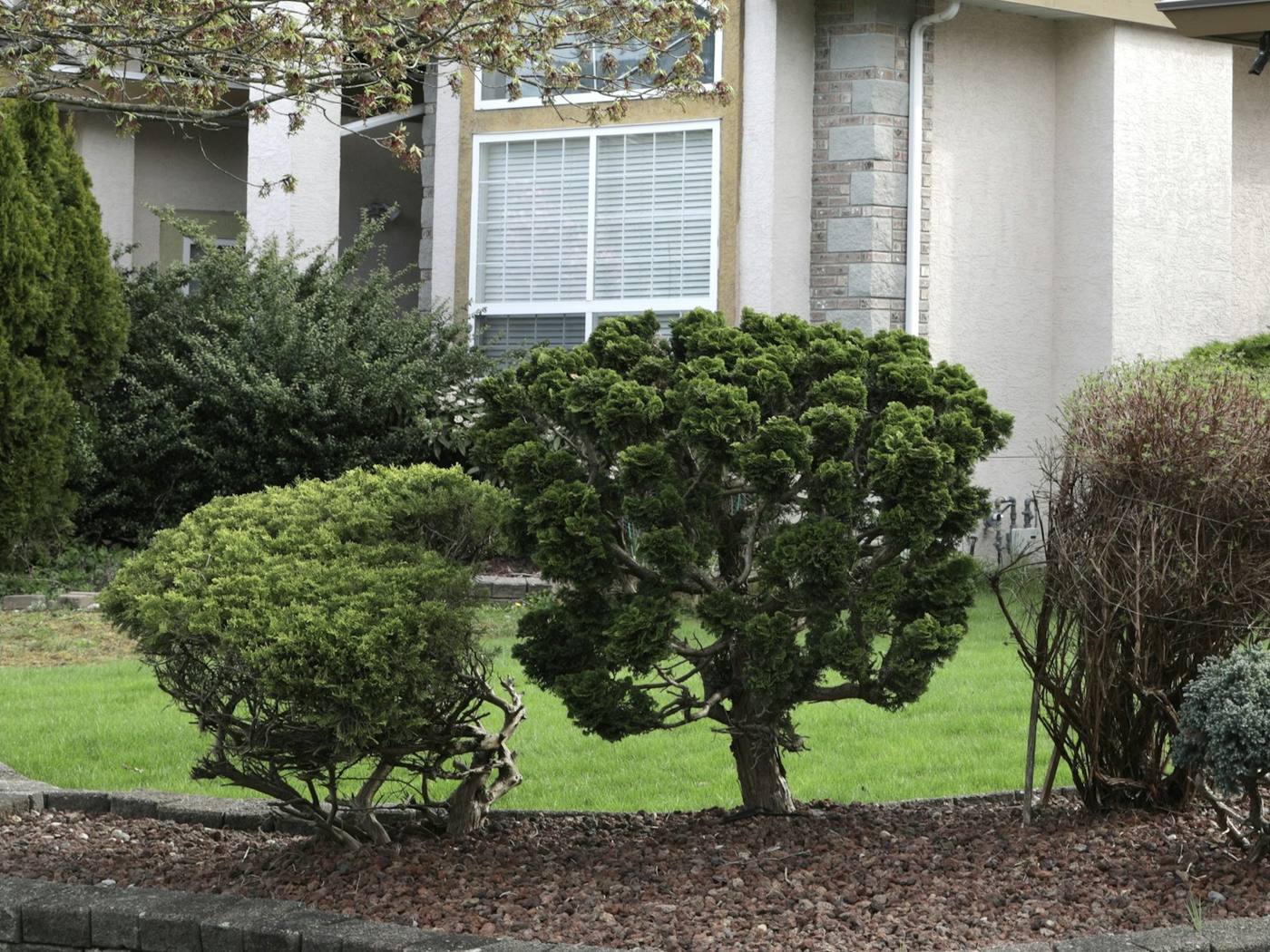 Rounded shrubs and new bed lines along a full green front lawn.
